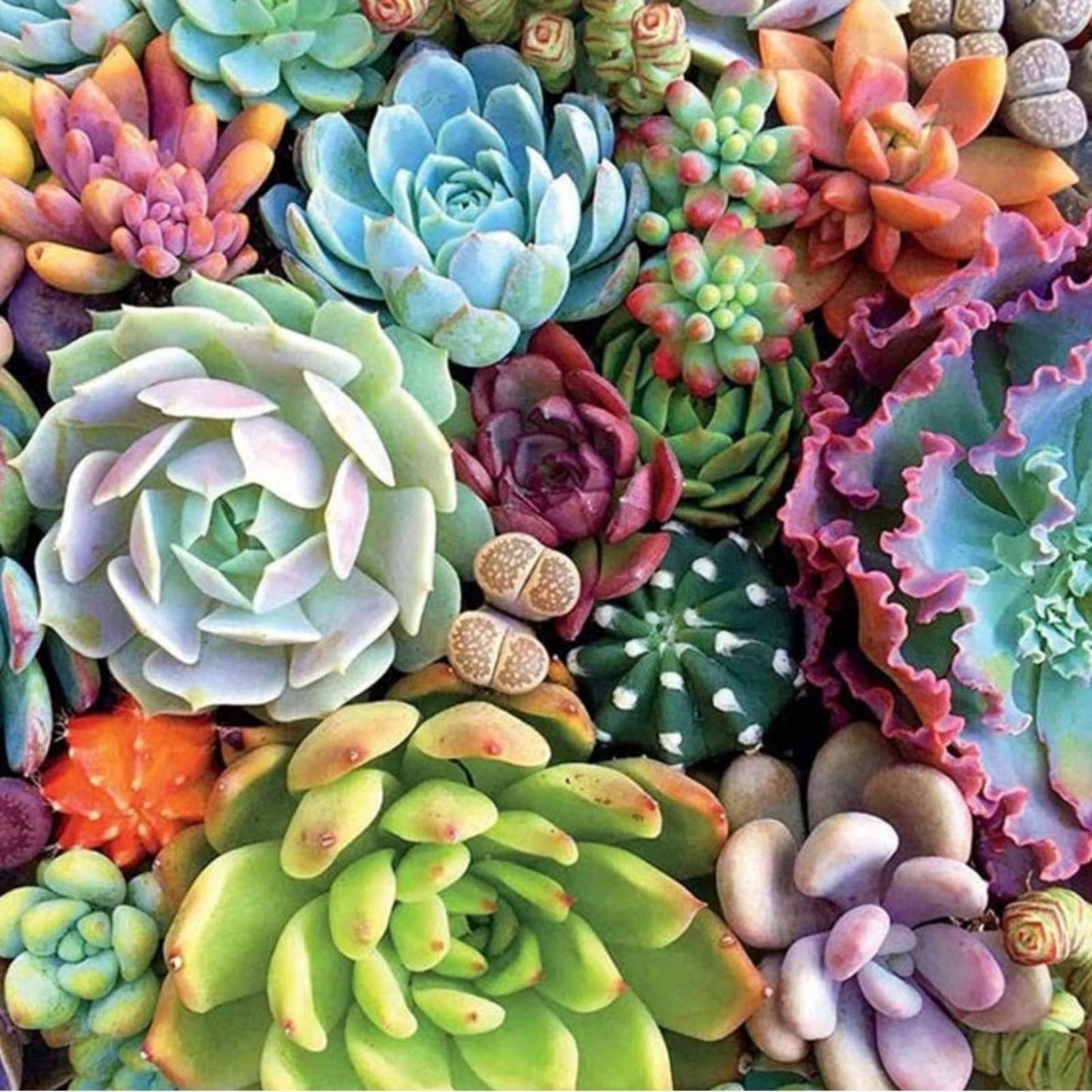 Jigsaw Puzzles for Adults (Succulent Plants Jigsaw Puzzle)